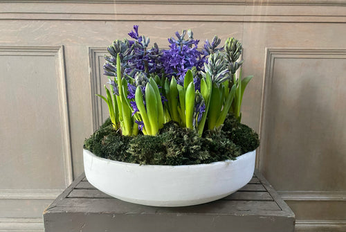 Hyacinth Bulb Planter