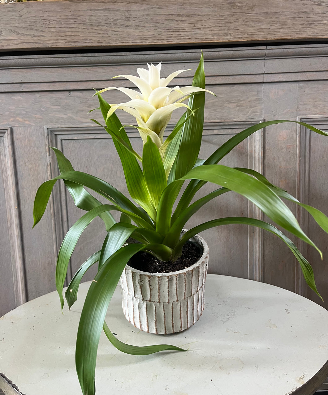 White Bromeliad