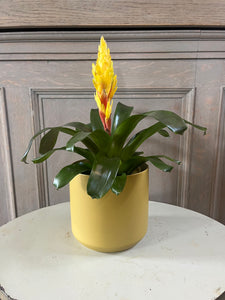 Yellow Vriesea Bromeliad