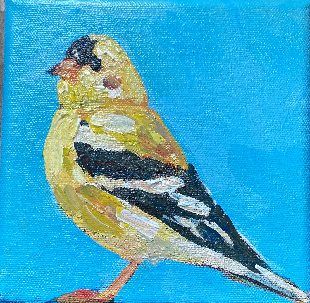 Steady Goldfinch by Julia Mcneely
