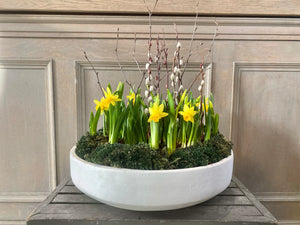 Mini Daffodil Planter