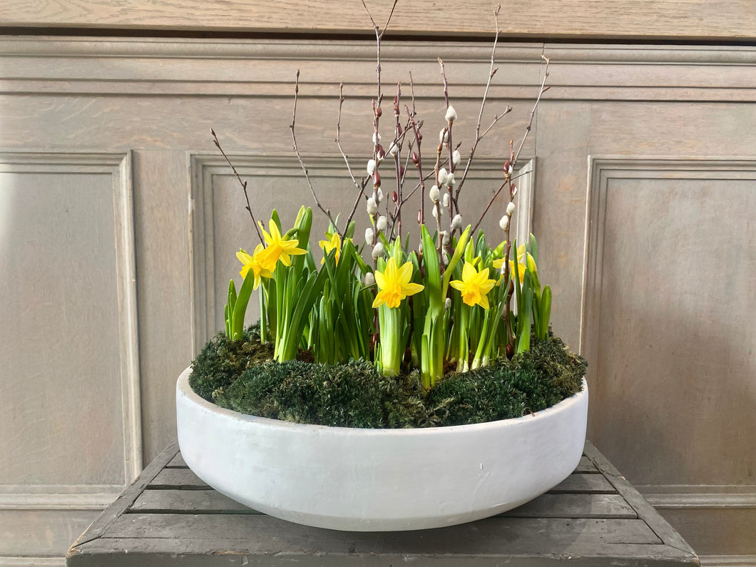 Mini Daffodil Planter