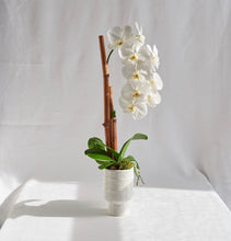 Load image into Gallery viewer, Orchid Planter